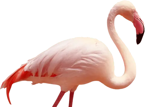 left flamingo